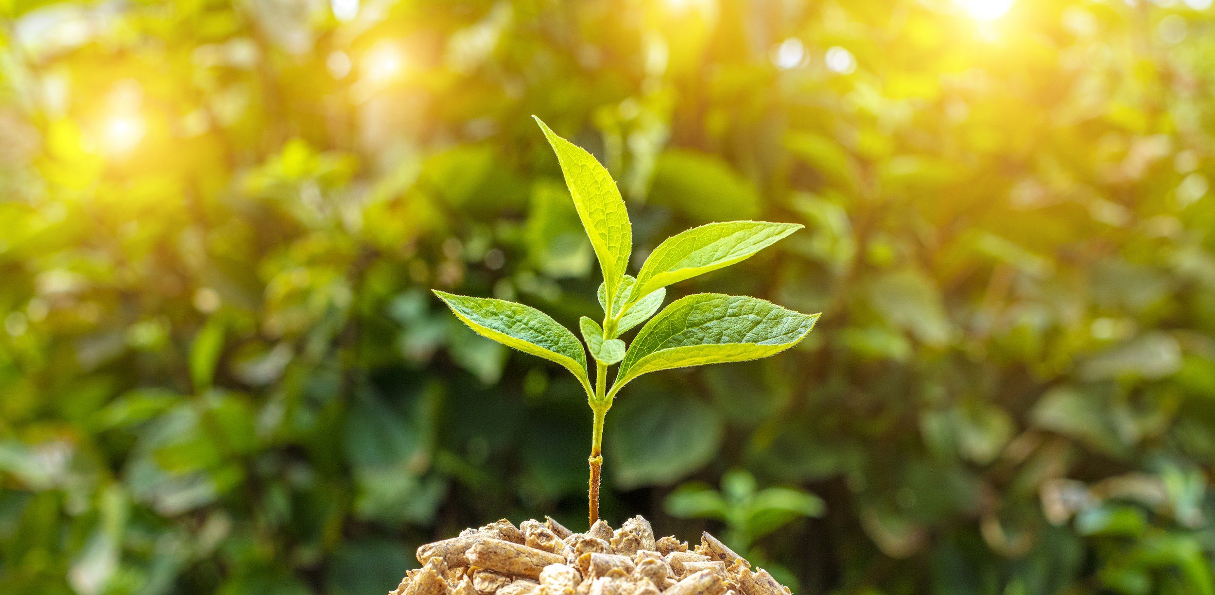 Small pile of wood pellets with on top of green leaves